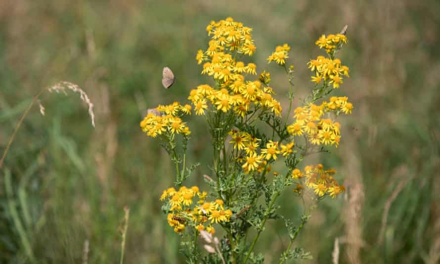 wild flowers, butterflies and insects