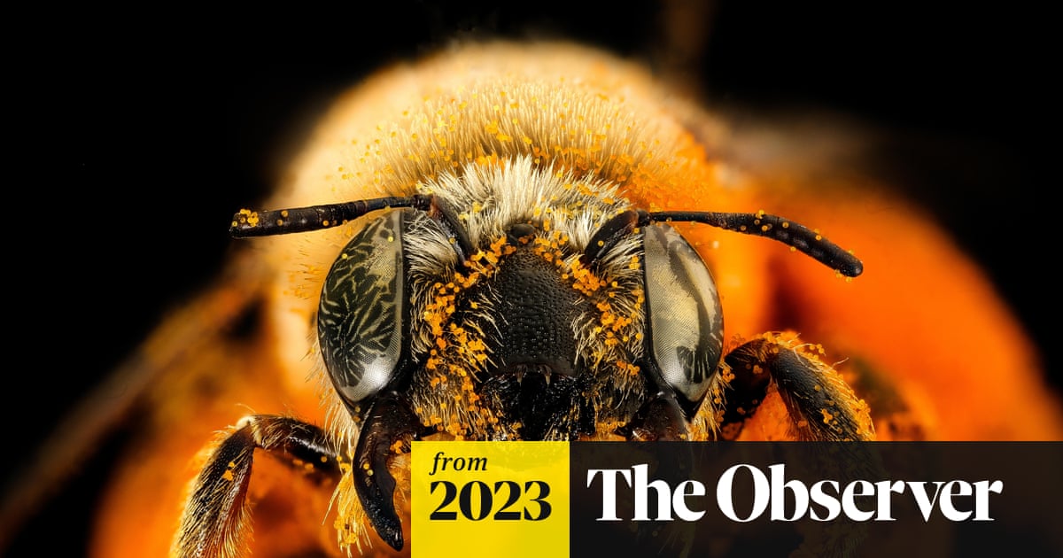 www.theguardian.com