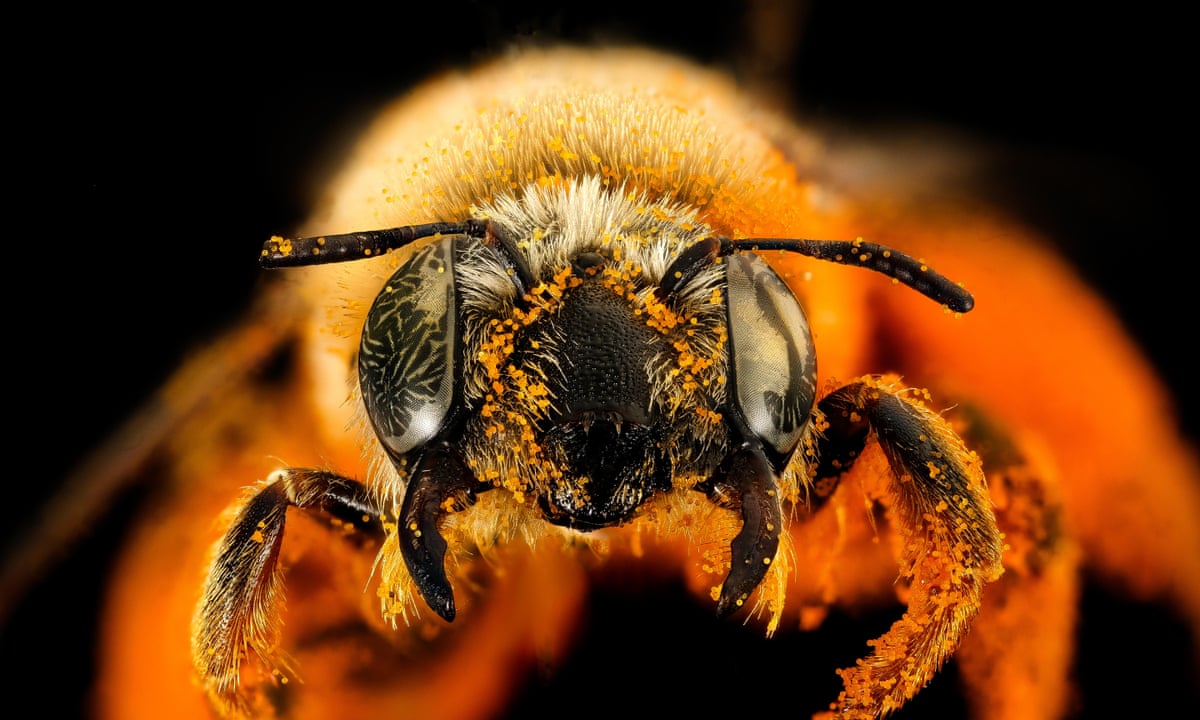 Bees are sentient': inside the stunning brains of nature's hardest workers | Bees | The Guardian