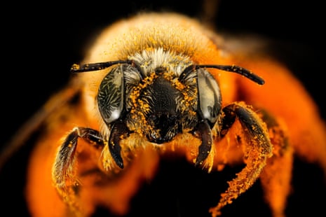 close up of bee