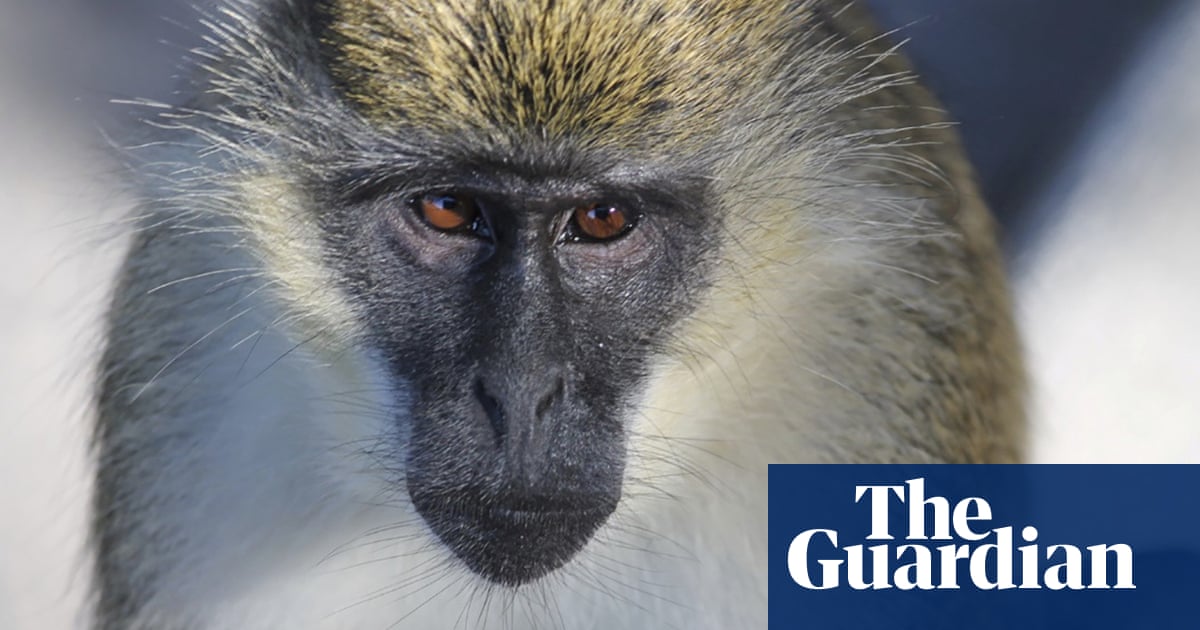 Florida researchers trace origins of monkey colony to farm escape