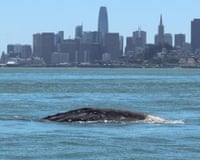 The back of a whale above the water, with the skyline of San Francisco in the background.