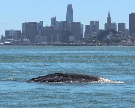 Gray whales, once rare in San Francisco Bay, dying there at alarming rates
