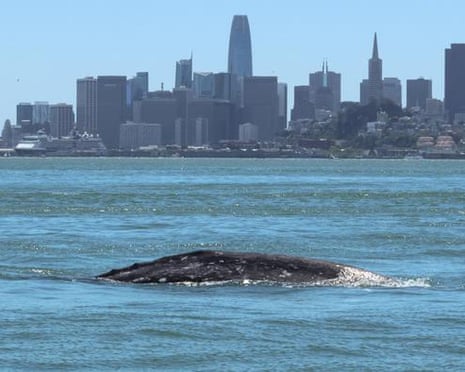 The back of a whale above the water, with the skyline of San Francisco in the background.