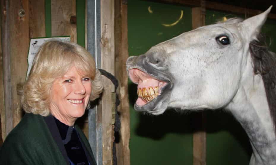 Duchess of Cornwall touring the stables backstage at Olympia. Horses were shown to react to images of angry faces by turning to look with their left eye. Their heart rate also increased.