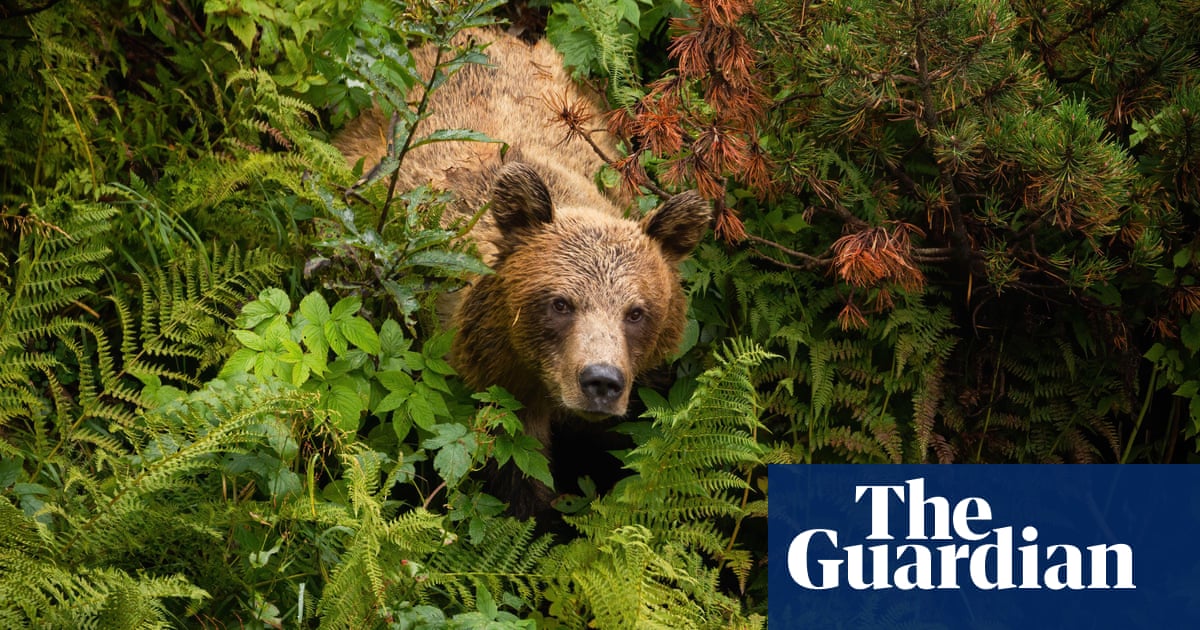 Romania promises laws to deal with brown bears as population estimate doubles