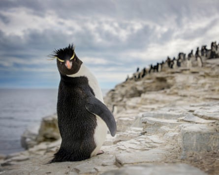 Closeup of rockhopper penguin with the colony in the background on Sea Lion Island, Falklands.
