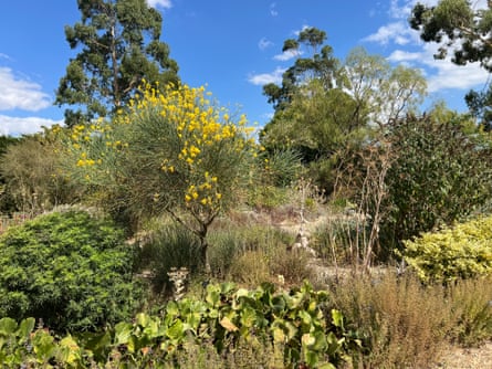 Tall shrub with yellow flowers at the top