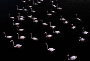 Flamingoes on a lake