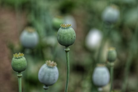 A view of opium poppy growing in a field