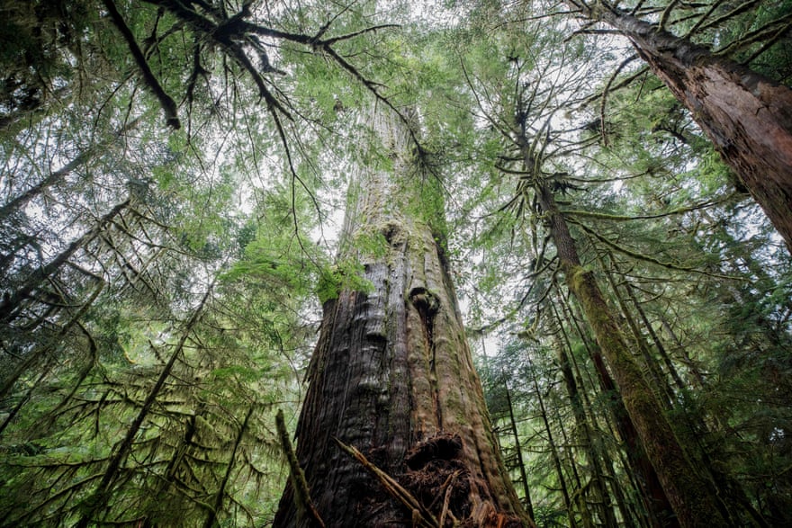 An old growth forest in Vancouver Island, Canada.