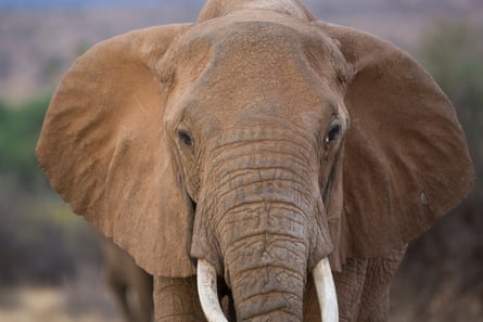 One of the elephants of the Kenyan Samburu National Reserve.