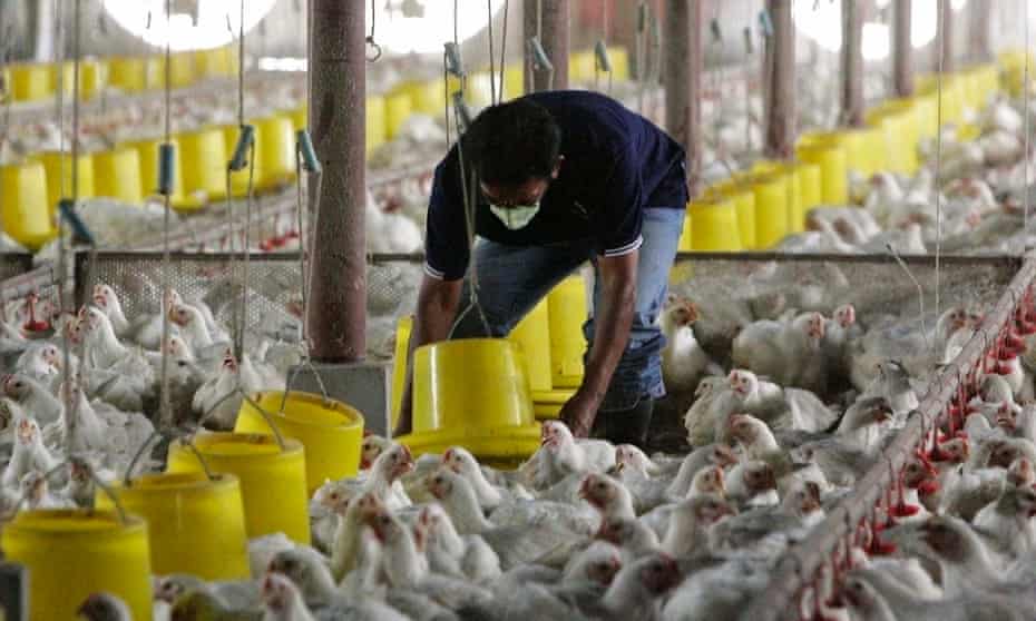 A worker tends to chickens at a poultry farm in Thailand.