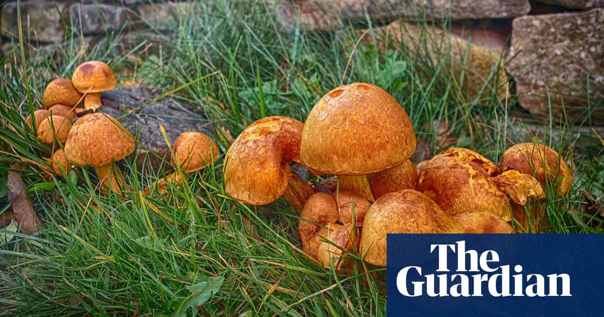 UK’s warmer, wetter weather sparks bumper year for mushrooms