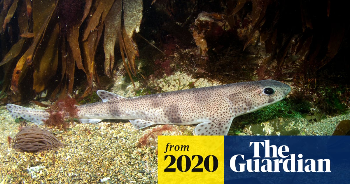 www.theguardian.com