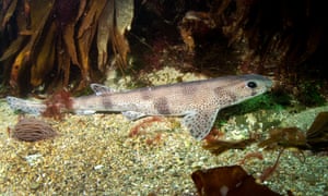 A small-spotted catshark.