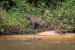 A capybara watching out for caiman.