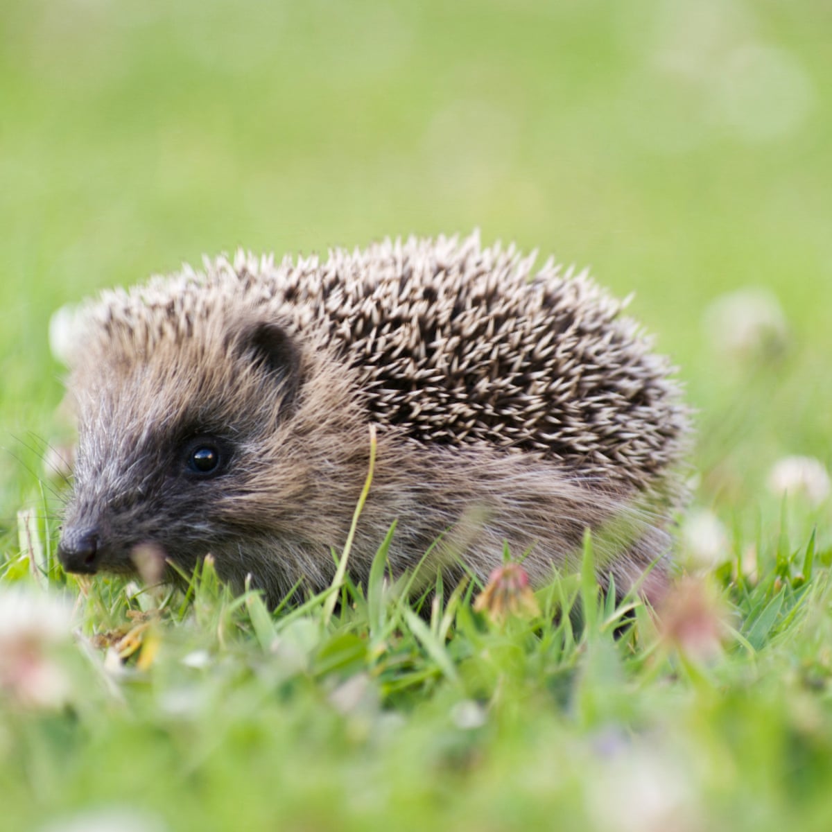 Killing machines: humble British hedgehog causes havoc in New
