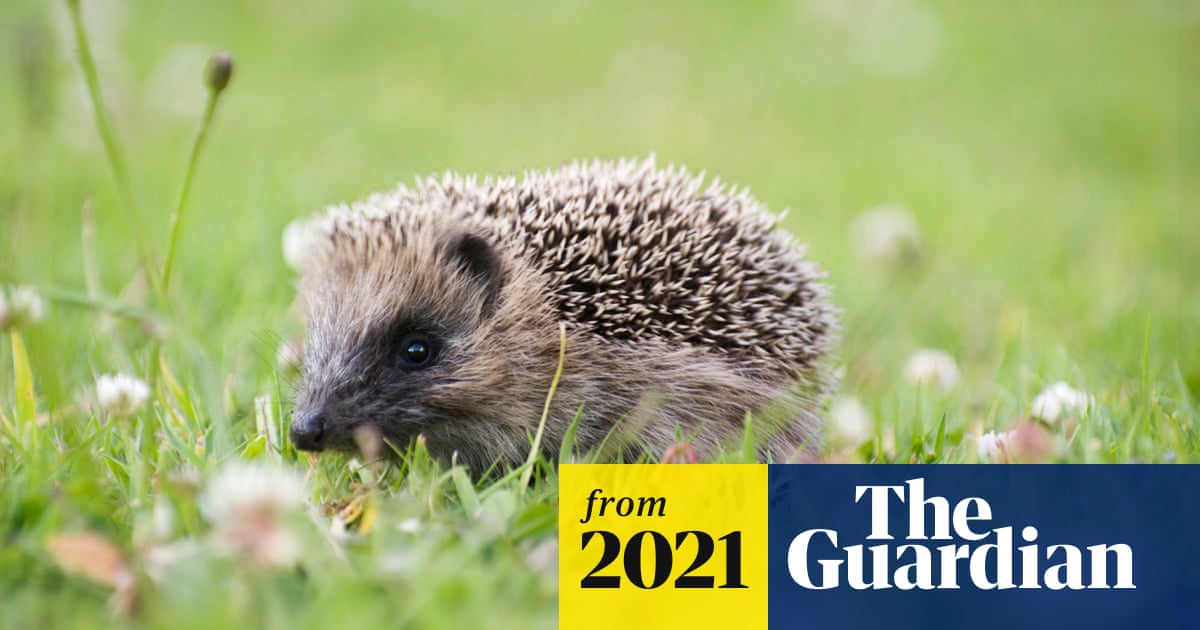 Killing machines: humble British hedgehog causes havoc in New