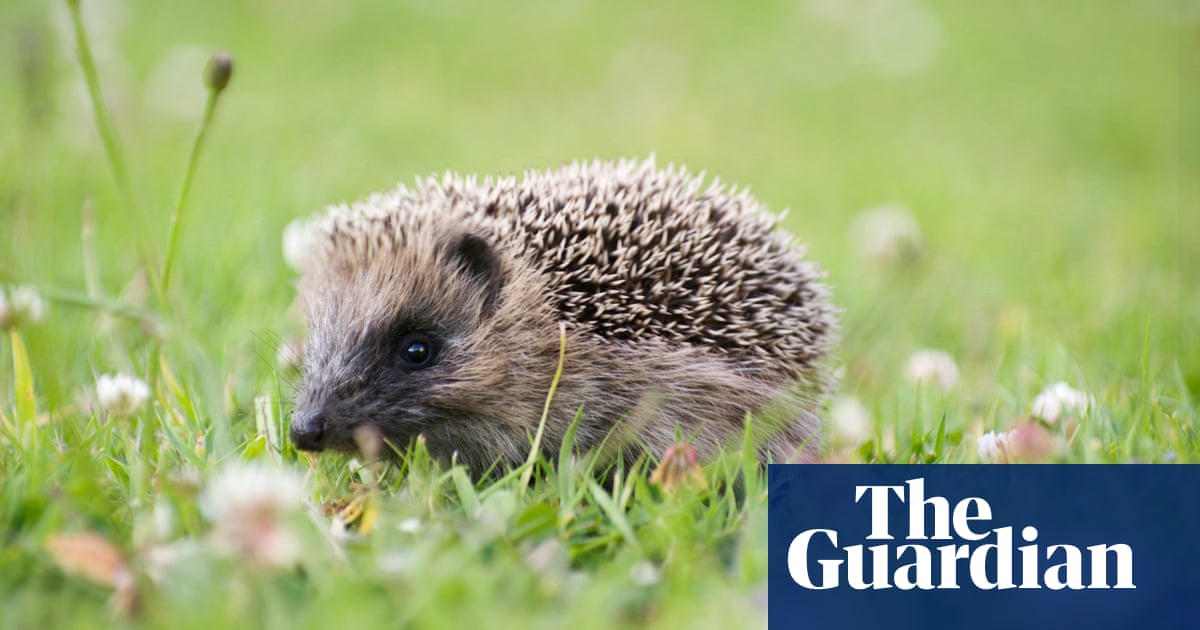 Killing machines: humble British hedgehog causes havoc in New Zealand