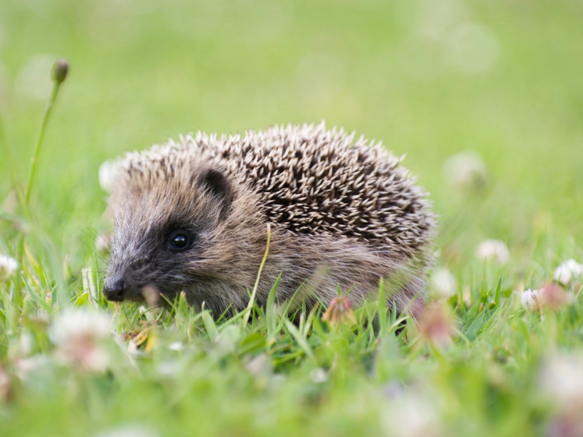 Killing machines: humble British hedgehog causes havoc in New