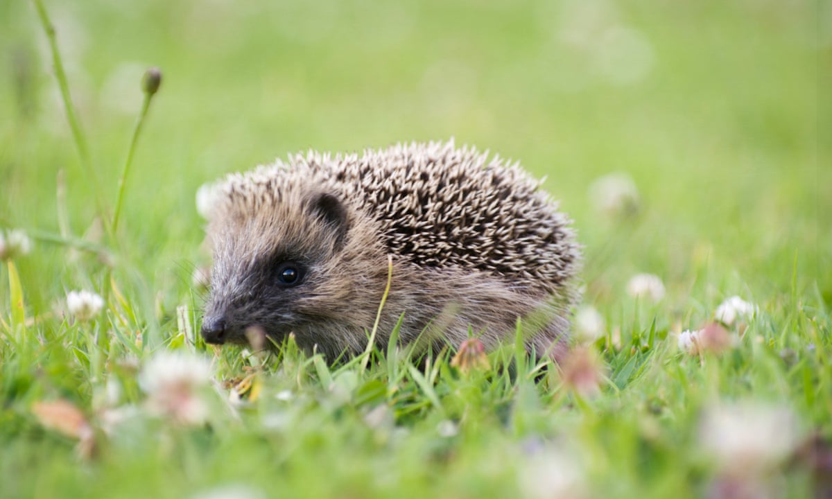 Killing machines: humble British hedgehog causes havoc in New