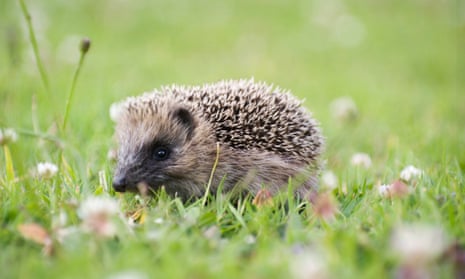 New Zealand hedgehogs