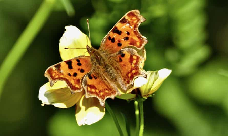 A comma butterfly basks in the October sunshine