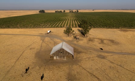 An overhead or drone image of a barn in the middle of golden scrub, with flatland for miles, backed by a field of green row crops.