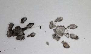 Hedgehog prints