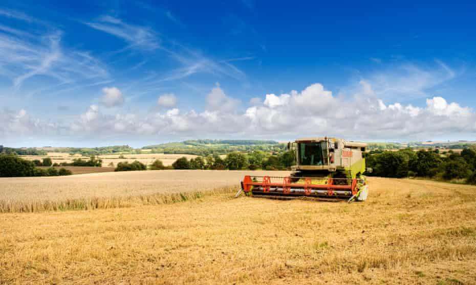 Harvesting wheat in Lincolnshire