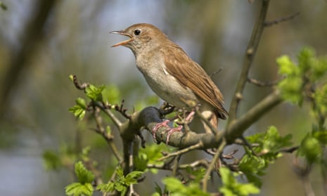 Winging it: BBC Radio 3 is to air musicians playing in Sussex woods alongside a nightingale.