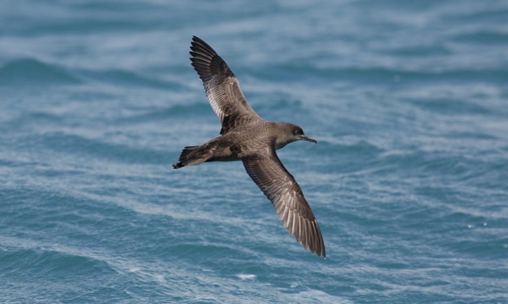 High-flying life of Australia’s birds revealed in new detail – thanks to weather radars High-flying life of Australia’s birds revealed in new detail – thanks to weather radars