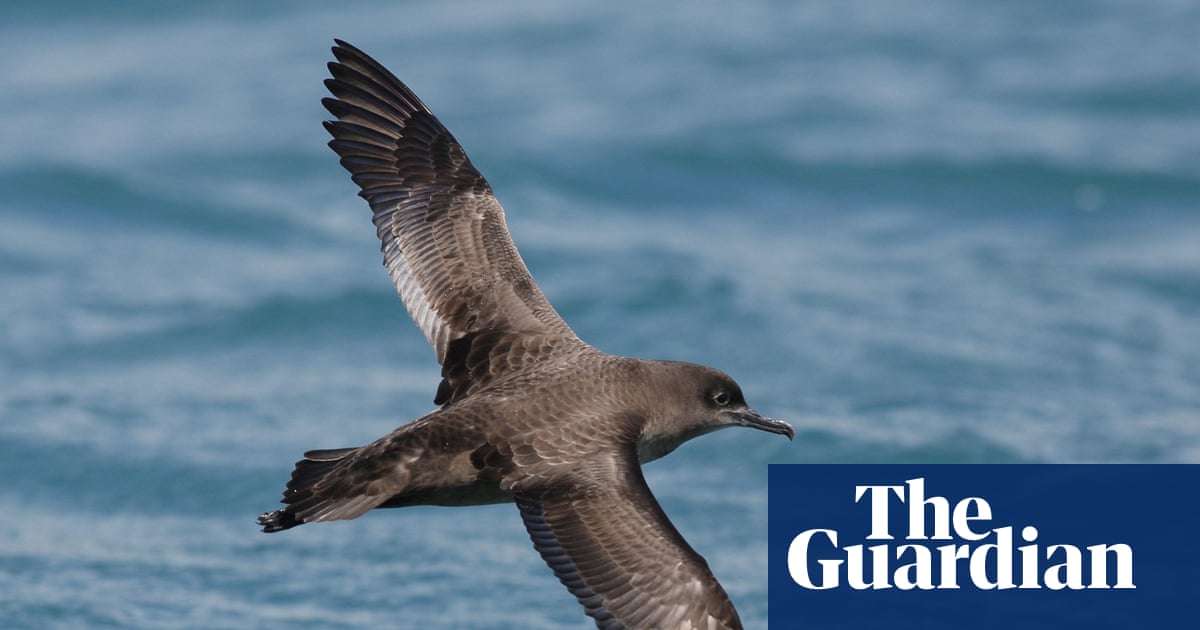 ‘The birds are a worldwide citizen’: Indigenous teams in Australia and Alaska workforce as much as monitor a feathered adventurer’s epic journey ‘The birds are a worldwide citizen’: Indigenous teams in Australia and Alaska workforce as much as monitor a feathered adventurer’s epic journey