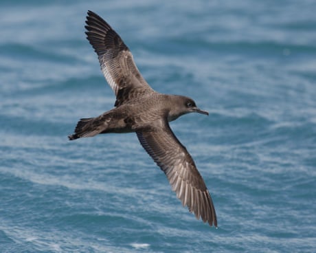 ‘The birds are a global citizen’: Indigenous groups in Australia and Alaska team up to track a feathered adventurer’s epic journey