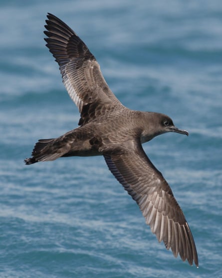 A short-tailed shearwater