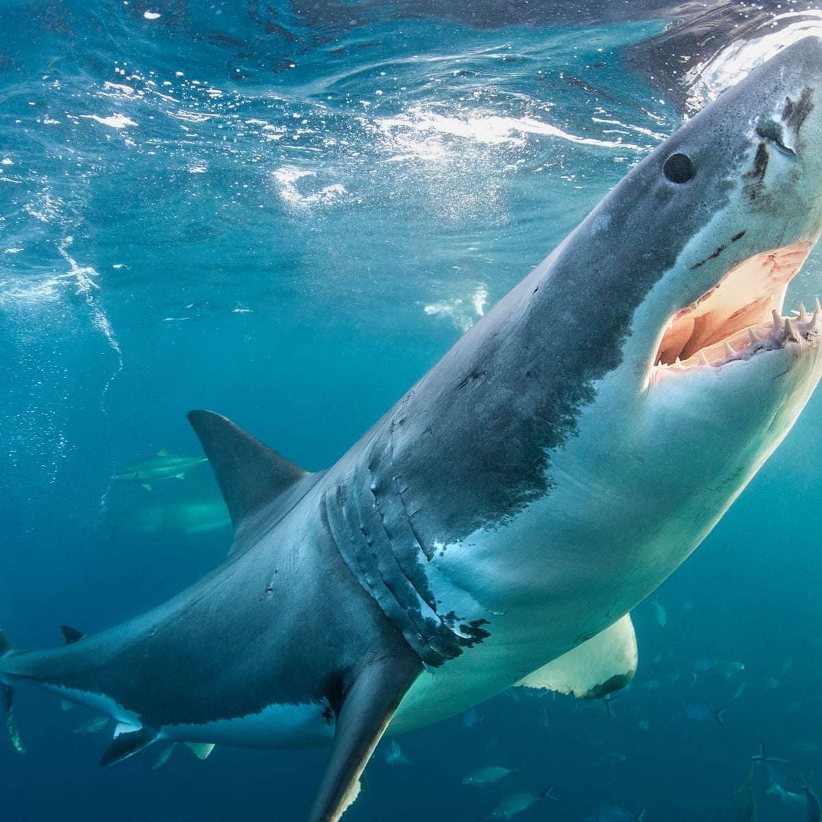 Drones And Drumlines Can Australian Seas Ever Be Safe From Shark Attacks Environment The Guardian