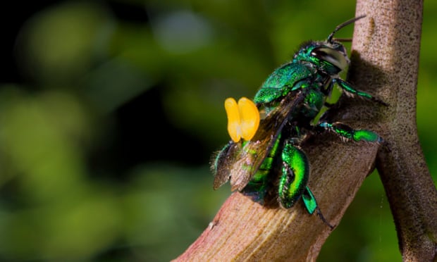 Just as God, or a million years of evolutionary adjustments, intended ... an orchid bee.
