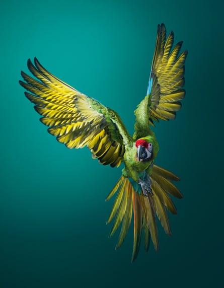Military macaw, Ara militaris