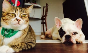 unimpressed dog and cat