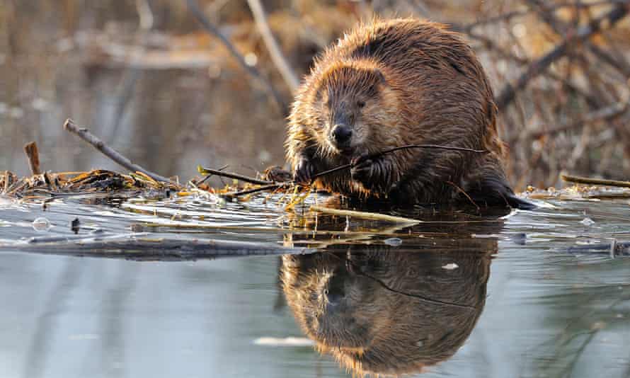 Reintroducing beavers in Scotland has been popular with the public.