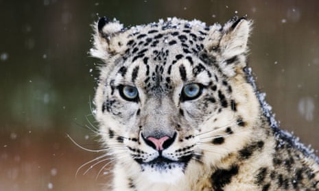 Illegal wildlife trade threatens species at Unesco sites, says WWF | Endangered species | The Guardian Illegal wildlife trade threatens species at Unesco sites, says WWF | Endangered species | The Guardian