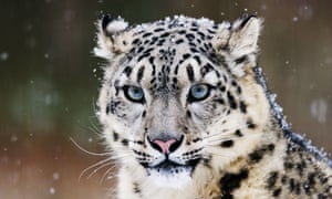 As few as 4,000 snow leopards are thought to remain in the mountains of central Asia. 