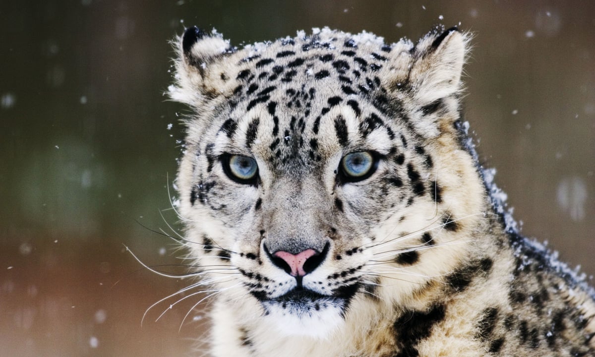 Hundreds of snow leopards being killed every year, report warns | Wildlife  | The Guardian
