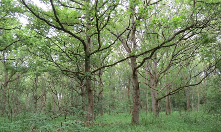 ‘The old wilderness’ in Monks Wood, where jays were the likeliest source of the oak trees.