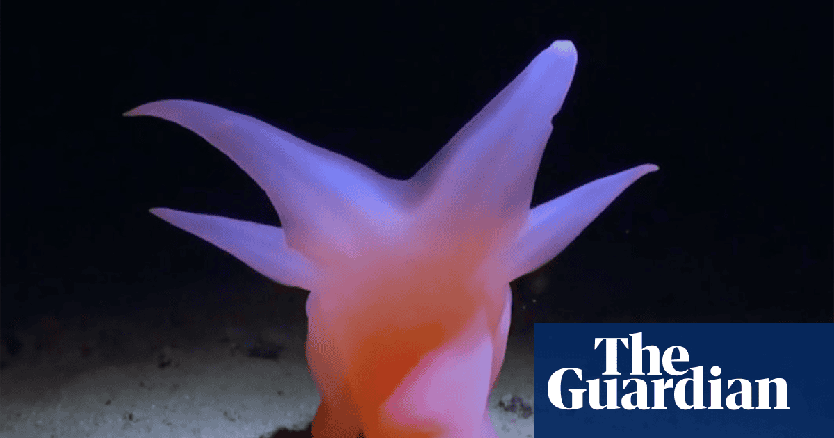 Meet Barbie Pig: new documentary reveals the wonders of life on the Pacific seabed