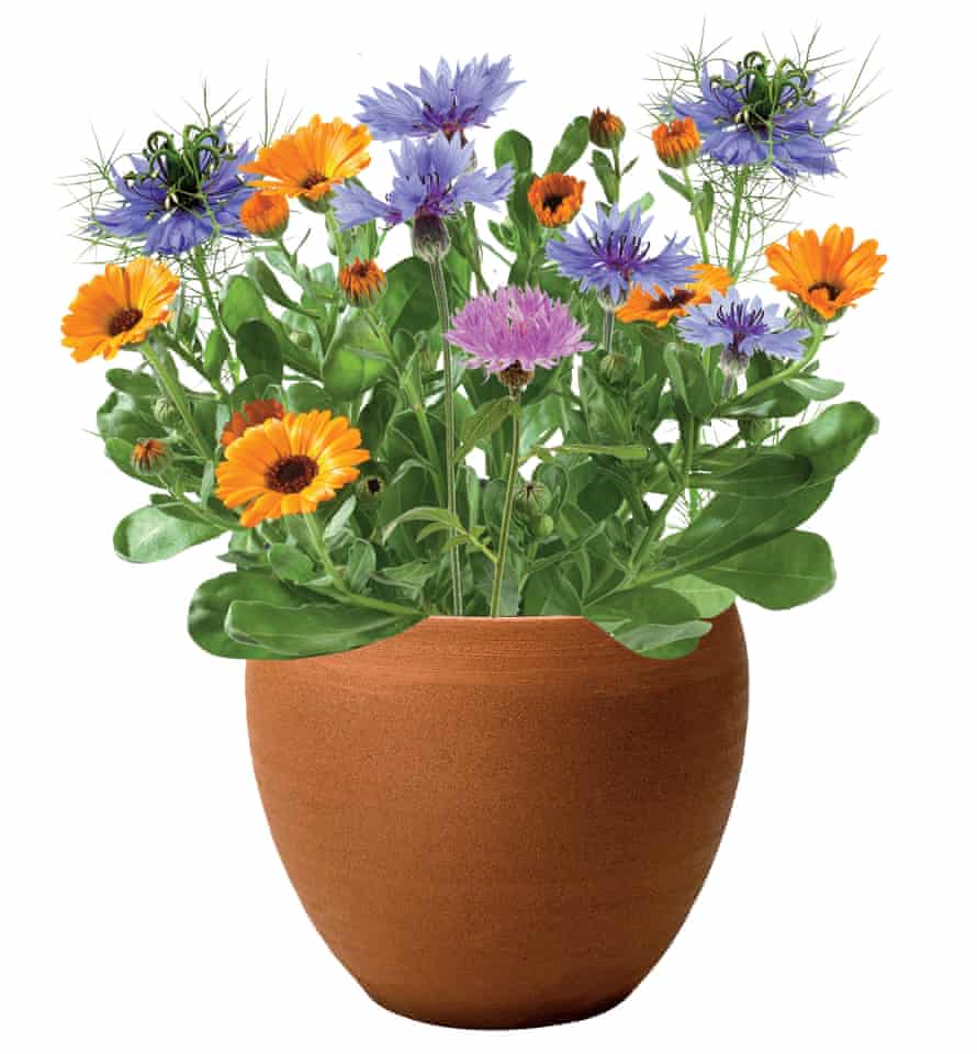 Plants in pot composite: From left: pot marigold; love-in-a-mist; cornflowers