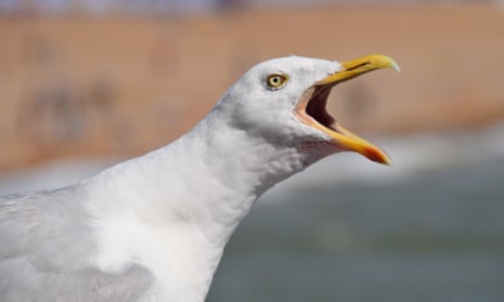 Seagull at Brighton Pier