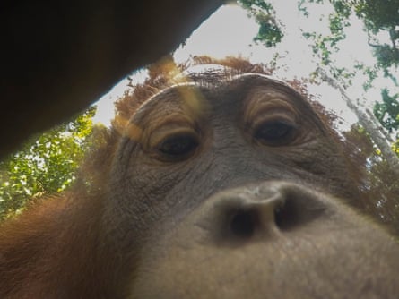 A baby orangutan picks up the camera and takes some pictures