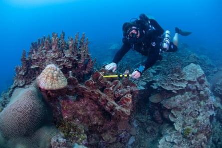 A diver measures tank tracks in a coral reef